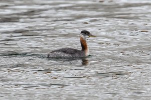 Red-necked Grebe (adult-fall) 103.jpg
