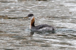 Red-necked Grebe (adult-fall) 105.jpg