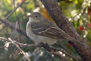 Small-billed Elaenia (adult-fall) 100.jpg