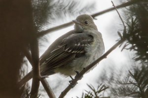 Small-billed Elaenia (adult-fall) 105.jpg