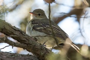 Small-billed Elaenia (adult-fall) 107.jpg