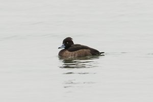Tufted Duck (female-winter) 101.jpg