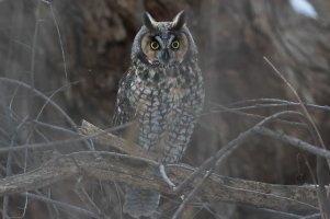 Long-eared Owl 113.jpg