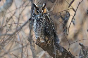 Long-eared Owl 114.jpg