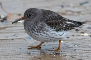 Purple Sandpiper (adult-winter) 100.jpg