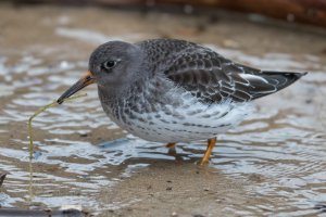 Purple Sandpiper (adult-winter) 101.jpg