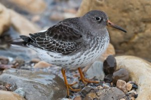 Purple Sandpiper (adult-winter) 113.jpg