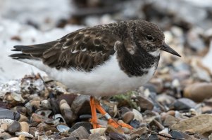 Ruddy Turnstone (adult-winter) 105.jpg