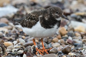 Ruddy Turnstone (adult-winter) 108.jpg