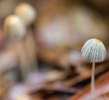 Fig fungi 2 (v small).jpg