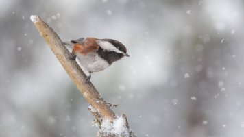 Chestnut Backed Chickadee - K1A3997 - DxO.jpg