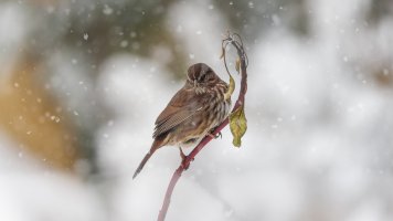 Song Sparrow - K1A4041 - DxO.jpg