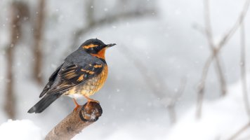 Varied Thrush - K1A4339 - DxO.jpg