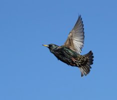 309A2548-DxO_starling_flying-ls-sm.jpg