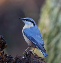309A3076-DxO_Nuthatch.jpg