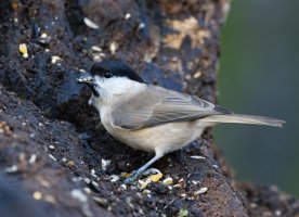 309A2981-DxO_Marsh_Tit-ls-sm.jpg