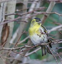 309A3298-DxO_Siskin-1_40x.jpg