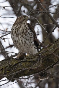 Cooper's hawk 011622 01_Ls.jpg