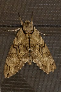 DSC_6535_DxO.jpg DSC_6535_DxO.jpg