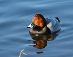 JT9A1063-DxO_Male_pochard.jpg