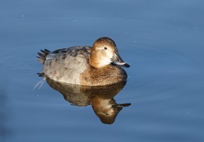 JT9A1065-DxO_female_pochard.jpg