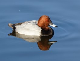 309A3773-DxO_Male_Pochard.jpg