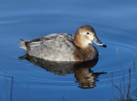 309A3780-DxO_female_Pochard.jpg