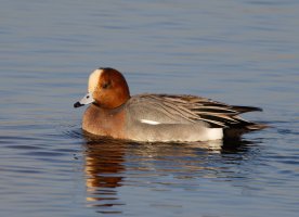 309A3894-DxO_wigeon.jpg