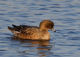 309A3890-DxO_female_wigeon.jpg