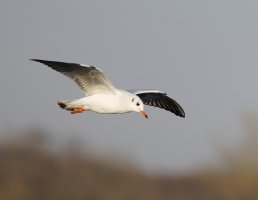 309A3904-DxO_blackheaded_gull_flying-ls-sm.jpg