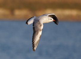 309A3908-DxO_blackheaded_gull_flying-ls-sm.jpg