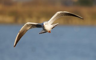 309A3914-DxO_blackheaded_gull_flying_face_on-ls-sm_small.jpg