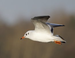 309A3916-DxO_blackheaded_gull_flying.jpg