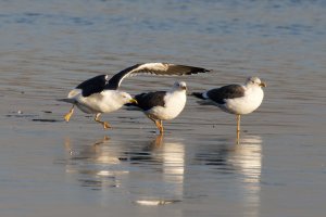 309A3927-DxO_blackbacked_gull_taking_off-ls-sm.jpg