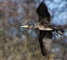 309A4196-DxO_Cormorant_flying-ls-1-sm.jpg