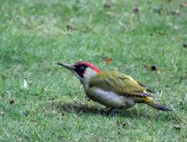 309A4630-DxO_Green_woodpecker_L_-ls-sm_den_aut small.jpg