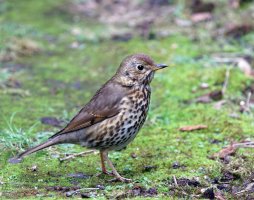 309A4782-DxO_songthrush-ls-sm_aut small.jpg