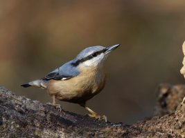 309A4998-DxO_nuthatch-ls-sm.jpg