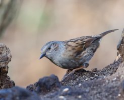 JT9A1284-DxO_dunnock.jpg