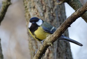 JT9A1295-DxO_great_tit.jpg