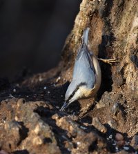 JT9A1364-DxO_nuthatch.jpg