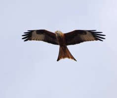 309A5305-DxO_Red_Kite-ls-sm_SH_looking_left.jpg