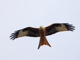 309A5338-DxO_Red_Kite-ls-sm_SH_face_angled.jpg