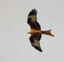 309A5367-DxO_Red_Kite-ls-sm_SH_semiprofile.jpg