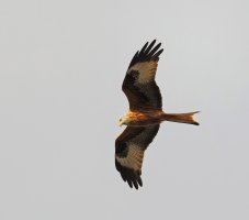 JT9A1446-DxO_Red_Kite-ls-sm+1SH_profile.jpg