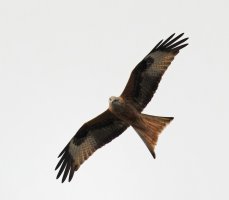 JT9A1464-DxO_Red_Kite-ls-sm_SH_faceon.jpg