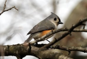 5D3_1678 picasa crop fix - Copy.JPG