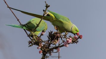 Psittacula krameri 2.jpg