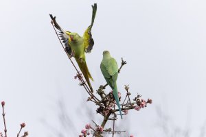 Psittacula krameri.jpg