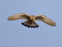 Kestrel.jpeg Kestrel.jpeg